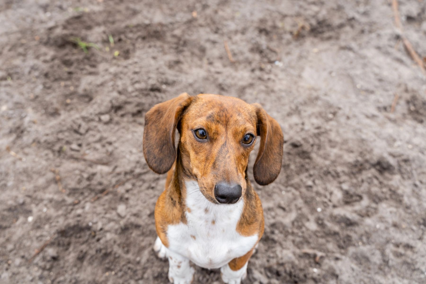 Daytona Canines Pet Sitting