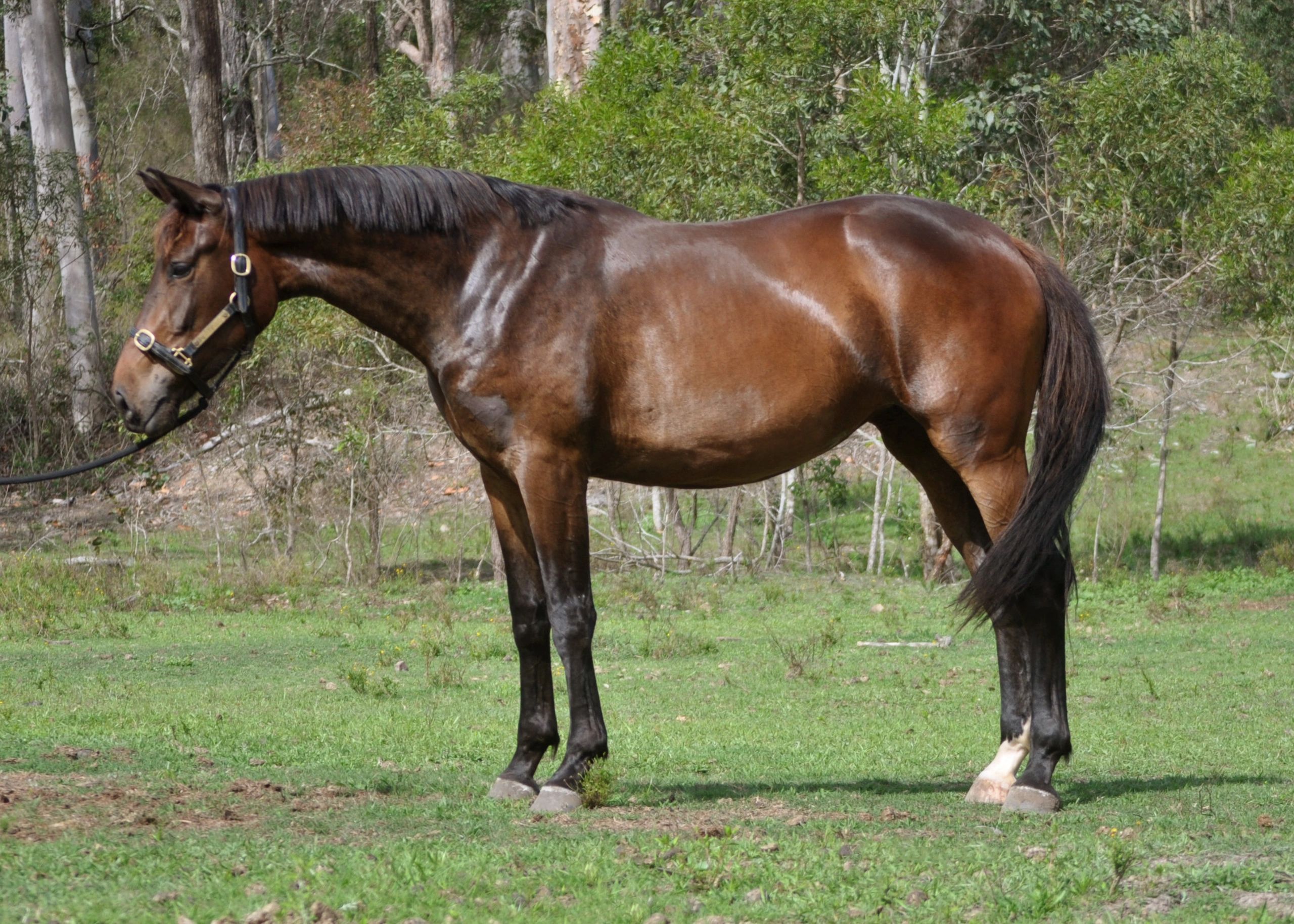 For Sale Redemption Lodge Warmbloods