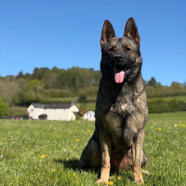 German Shepherd sitting in a sunny field with tongue out.