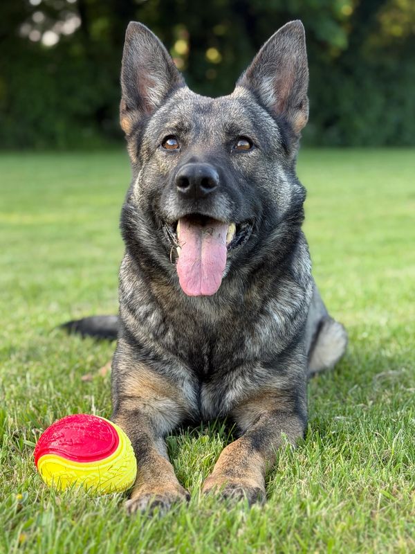 Happy dog lying on grass with a red and yellow toy ball.