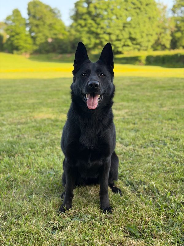 A black German Shepherd sitting on grass with tongue out.