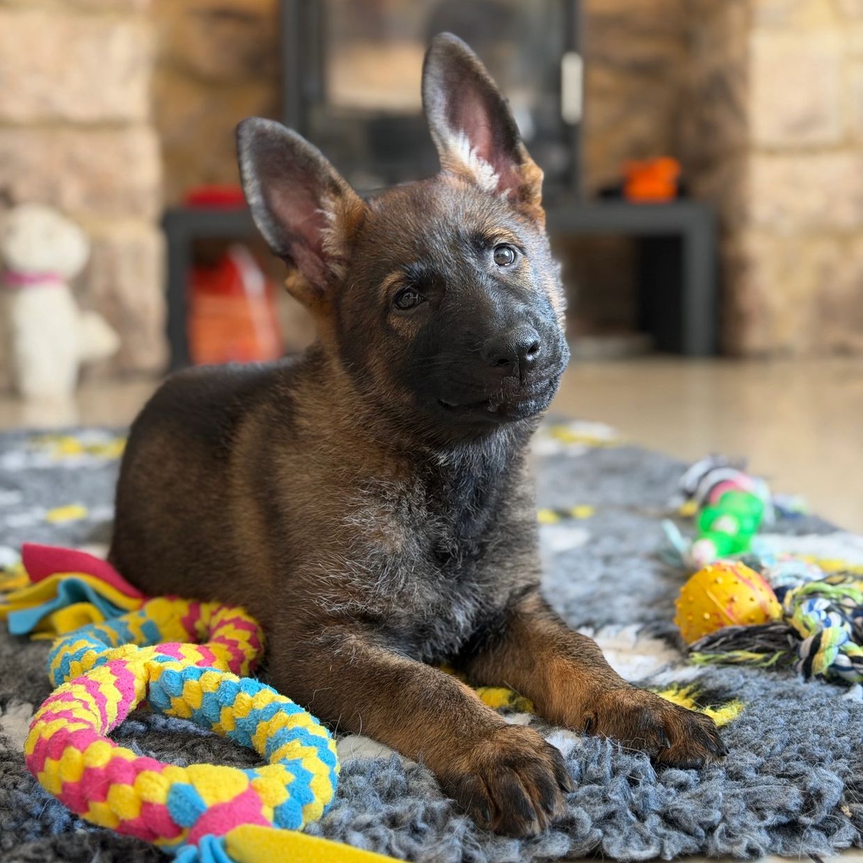 Curious puppy lying on a rug with toys.