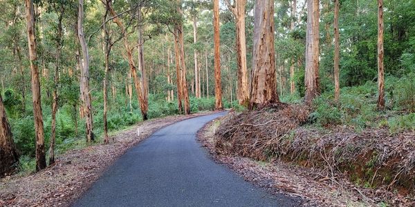 Enjoy the sights of South West forests with a Camper van rental from Leisure Campers.