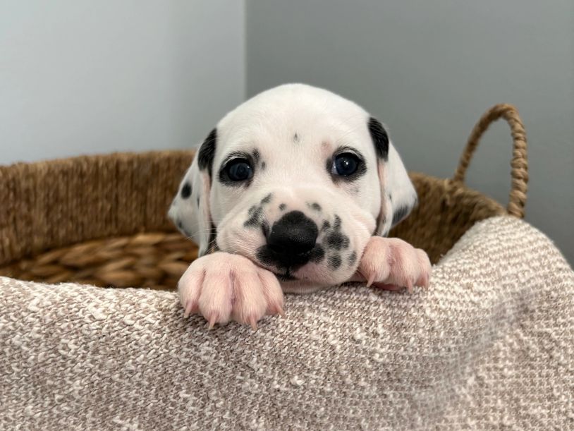 Dalmatian puppy resting in a basket.
