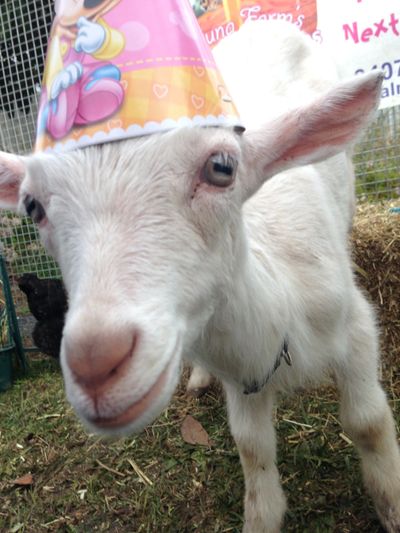 Goat with party hat
