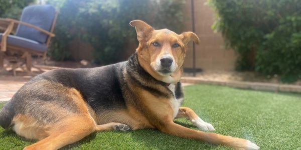 A dog lying on green artificial grass in a backyard.