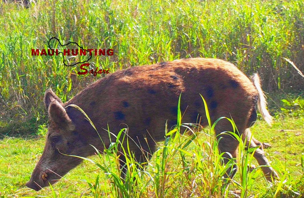 Maui Hunting Safari LLC - Pig Hunting Maui, Pig Hunting Hawaii | Maui ...