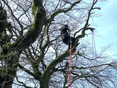 Tree surgeon conducting arboriculture