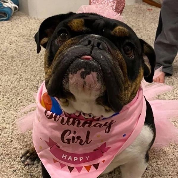 english bulldog puppy, white fish bay wisconsin 