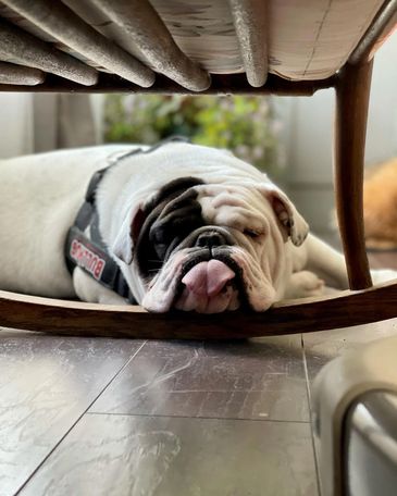 standard white and black english bulldog 