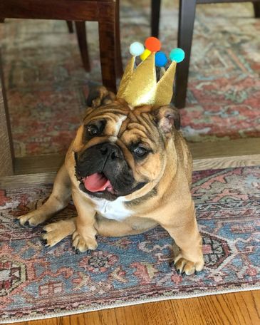 standard sable english bulldog