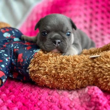 English bulldog puppies near Cuba, Puerto Rico, new York, new jersey, main, Vermont, Connecticut, 