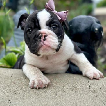 bulldog puppies, chicago english bulldogs, bulldogs new york, bulldogs mississippi, bulldogs iowa