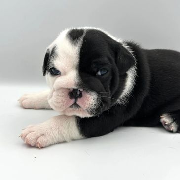 standard colored English bulldog puppies near me, cheap English bulldog near me reputable breeder