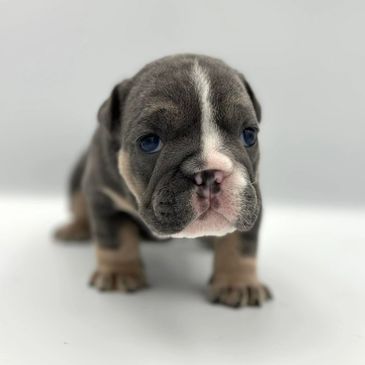 blue english bulldog puppy, english bulldog puppies near me, health tested puppies