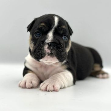 English bulldogs from reputable breeder with excellent google reviews, health tested English bulldog
