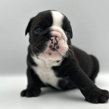 small reputable English and French bulldog breeder near me, healthy English bulldog lines 