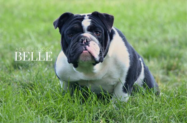 standard colored english bulldog puppies near me, champion english bulldog puppies 