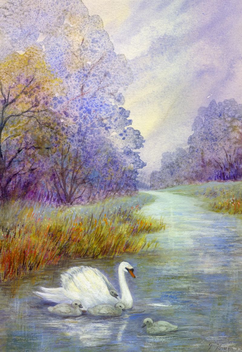 Riverbank swan.jpg