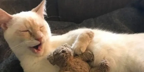 Special needs cat with his teddy bear