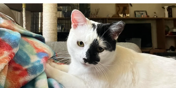 white cat with black spots