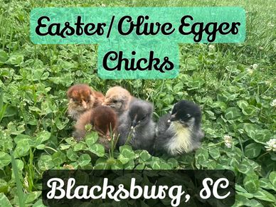 Shows 5 chicks in our pasture