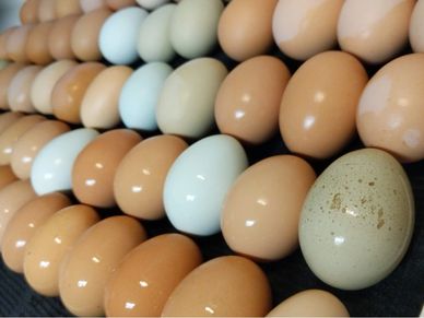 A wide shot of our eggs