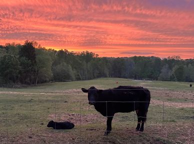 Shows a calf and its mother in our pasture with a beautiful sunset