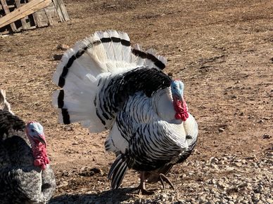 Pasture raised turkey