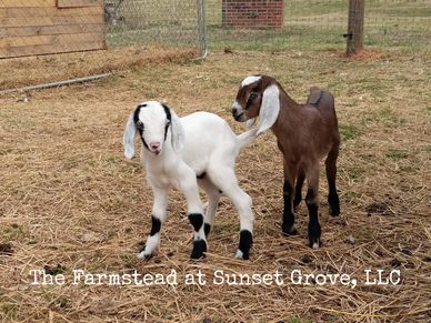 2 Baby goats
