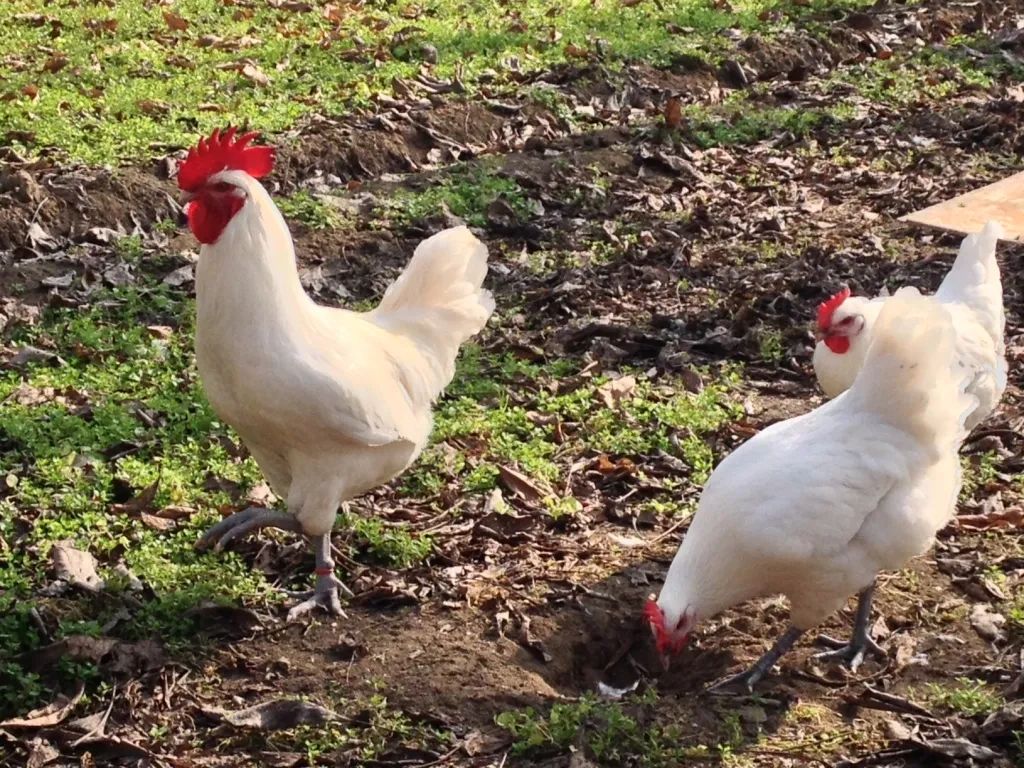 Liberty Tree Farmstead photo 2