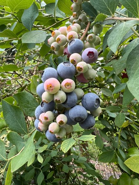 Liberty Tree Farmstead photo 3