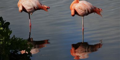 Flamingos in brackish water pool on Floreana Island.