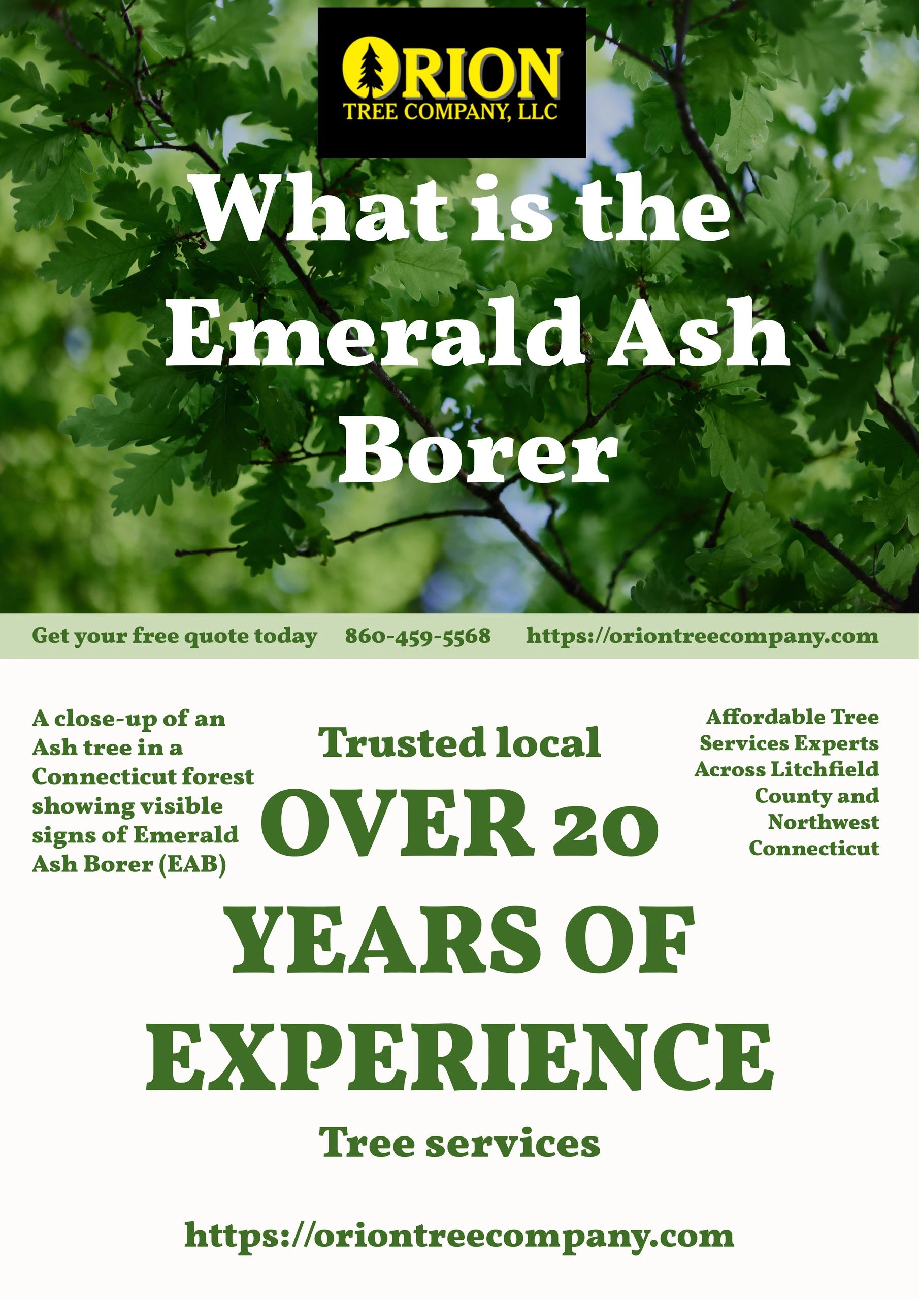Ash Trees in Connecticut Are Under Threat from Emerald Ash Borer