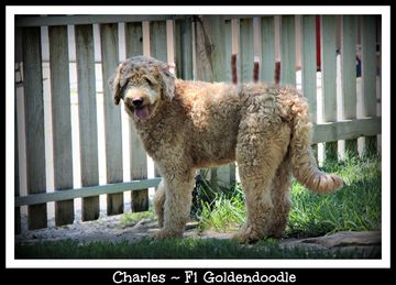 f1 standard apricot goldendoodle