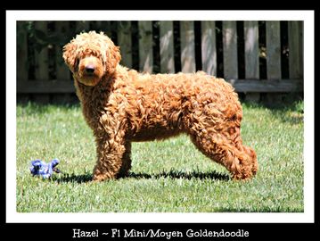 F1 Mini/Moyen Red Goldendoodle