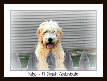 f1 cream goldendoodle