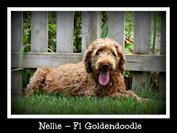 apricot goldendoodle