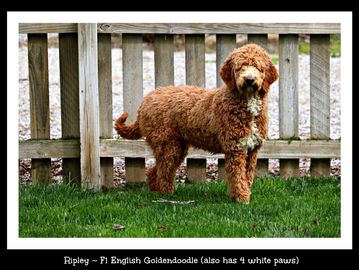 F1 Red abstract goldendoodle