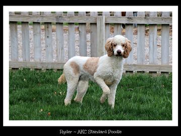 white/apricot parti  poodle