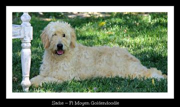 f1 cream goldendoodle