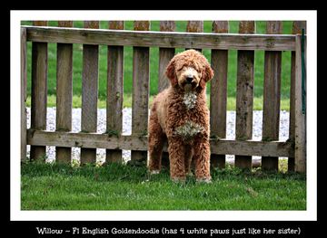 f1 red goldendoodle