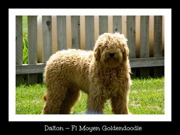 f1 moyen goldendoodle