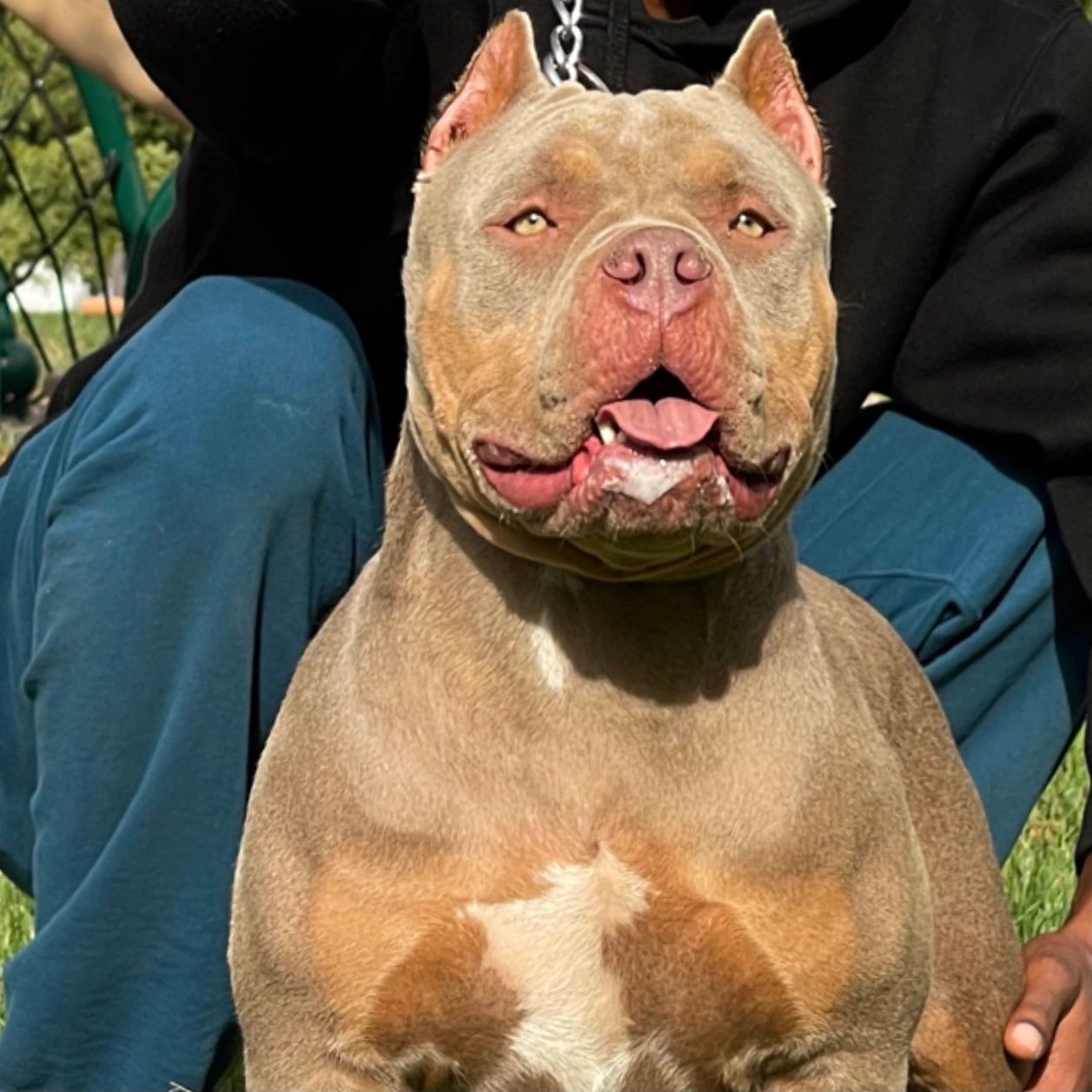 The Exotic Bully Plug Exotic American Bully Puppies for Sale, French