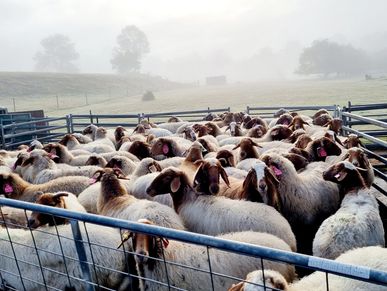 Australian Breeding Awassi sheep from Ausidore Livestock Exports