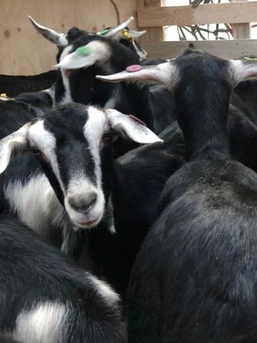 Ausidore British Alpine Goats standing in a livestock export air freight crate