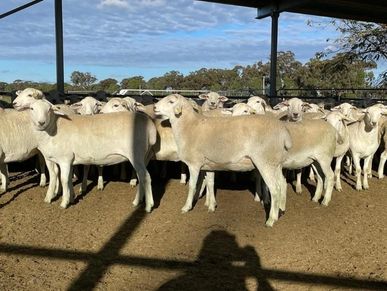 Australian White Aussie White Sheep in a yard from Ausidore Livestock Exports