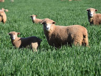 Australian Corriedale sheep and lambs from Ausidore Livestock Exports