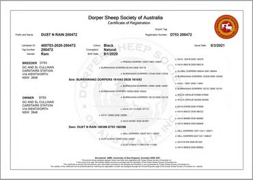 Example Dorper Society of Australia (DSSA) Pedigree Certificate