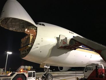 Dairy cattle being loaded into Singapore Airlines 747 freighter aircraft for export